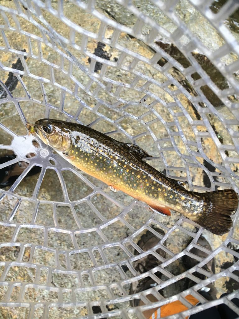 Fly Fishing White Mountains - Native Brook Trout