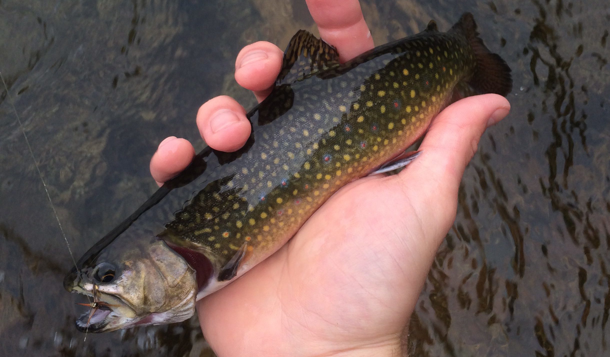 Native Brook Trout in NH