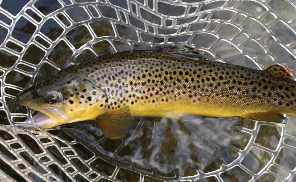 Brown Trout from Saco River