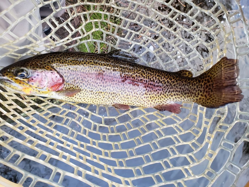 Winter Fly Fishing Rainbow Trout