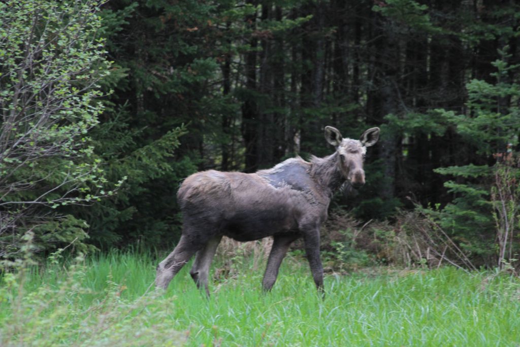 Moose in Pittsburg NH