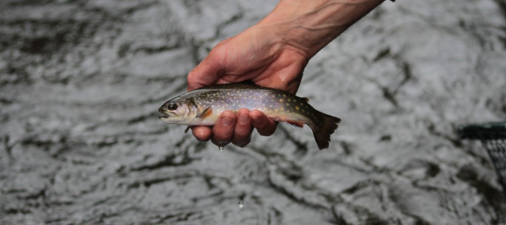 Pittsburg Brook Trout