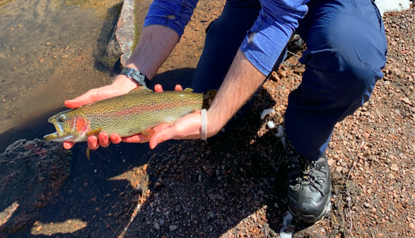 South Platte River Colorado Rainbow Trout