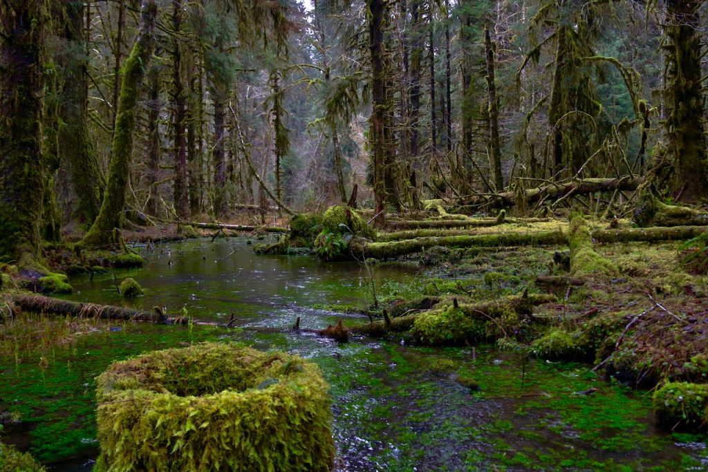 Looking upstream into the Hoh Rainforest along the Spruce Nature Trail