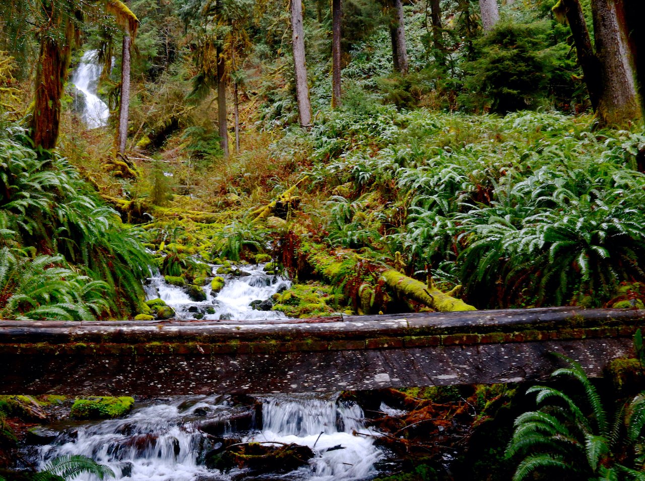 The Ultimate Guide to the Olympic National Park’s Hoh Rainforest
