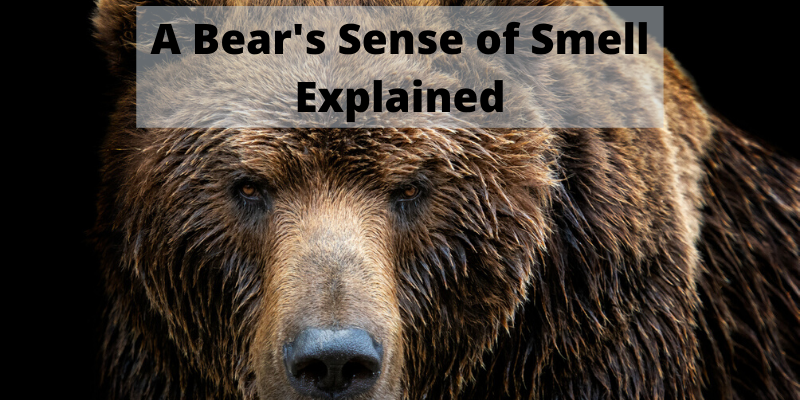 A Bear’s Sense of Smell – How Good Is It? [And Why]
