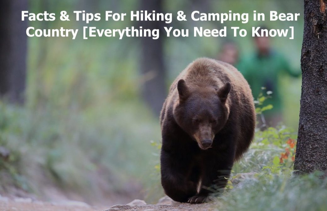 Facts & Tips For Hiking & Camping in Bear Country [Everything You Need To Know]