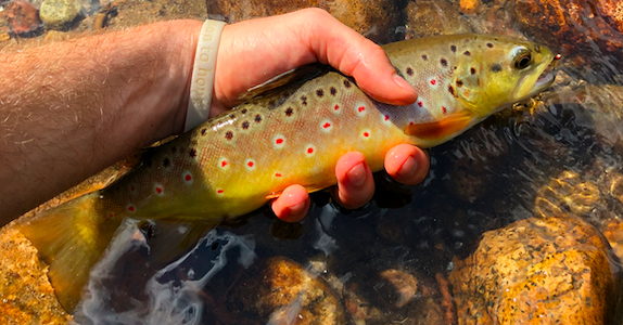Brown Trout From Cache La Poudre River In Fort Collins