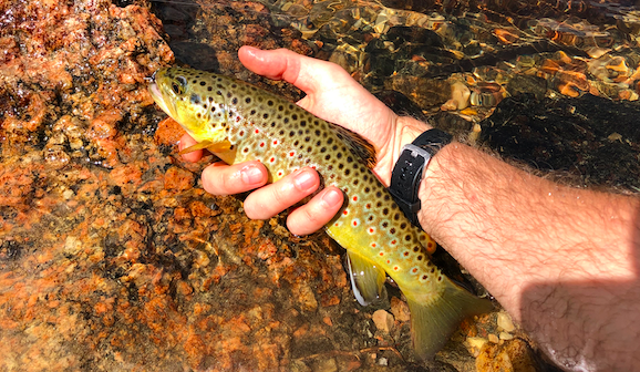 Brown Trout From Poudre Canyon