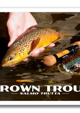 Brown Trout Poster Photography Print