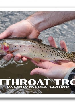 Cutthroat Trout Poster