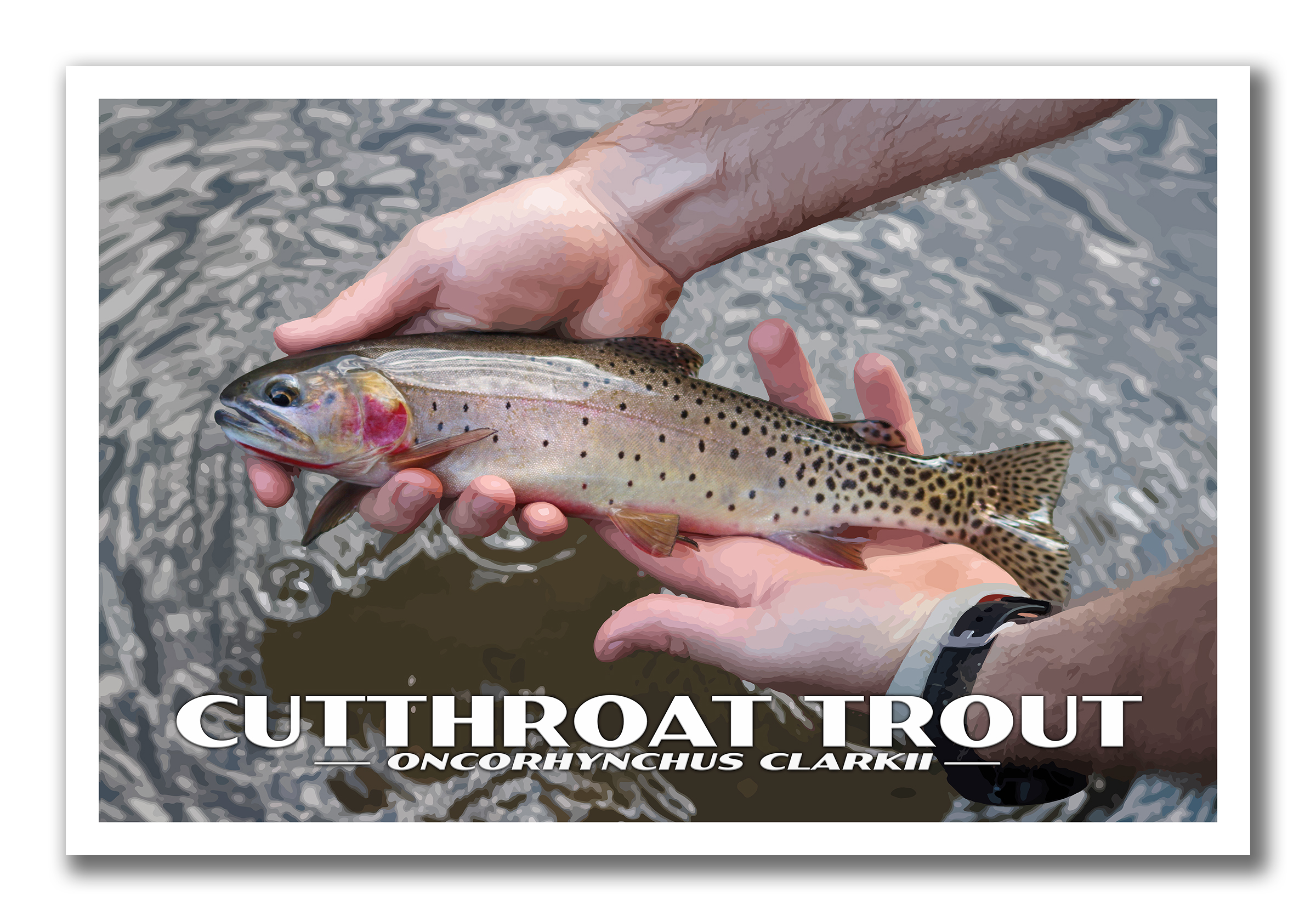 Cutthroat Trout Poster