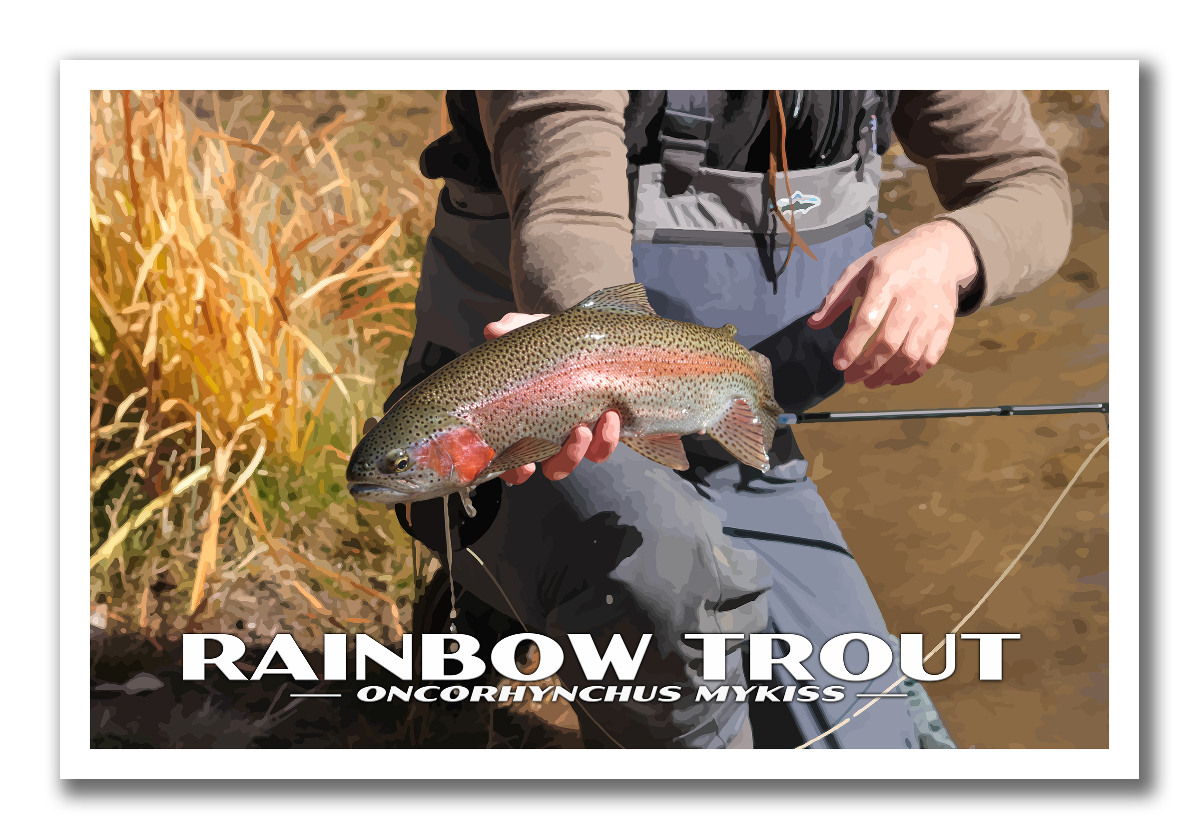 Rainbow Trout Poster Photography Print