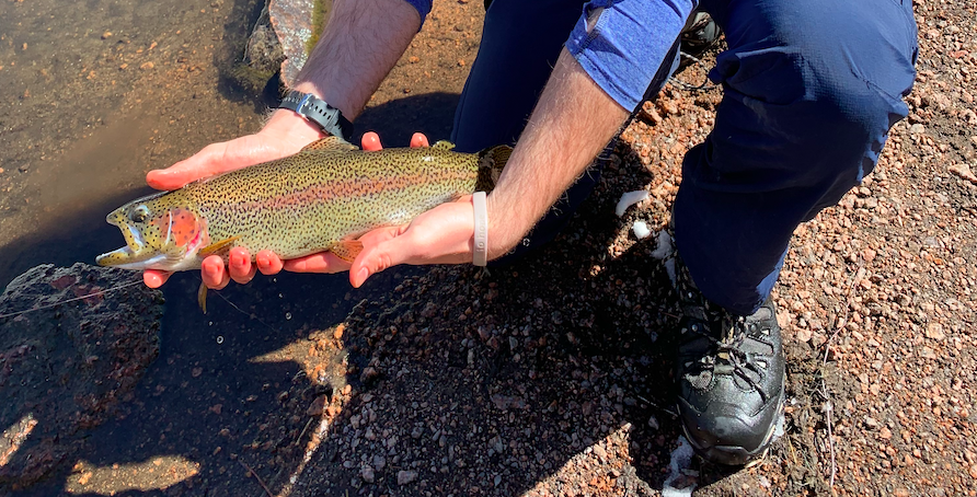 Fly Fishing Cheesman Canyon – South Platte River, CO – Complete Guide w/ Map, Pictures, Tips & More