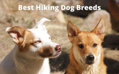 9 Best Hiking Dog Breeds Organized By Size