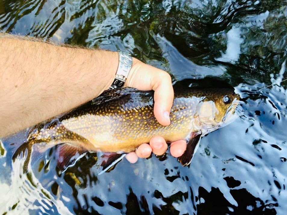 Brook Trout From The Swift River