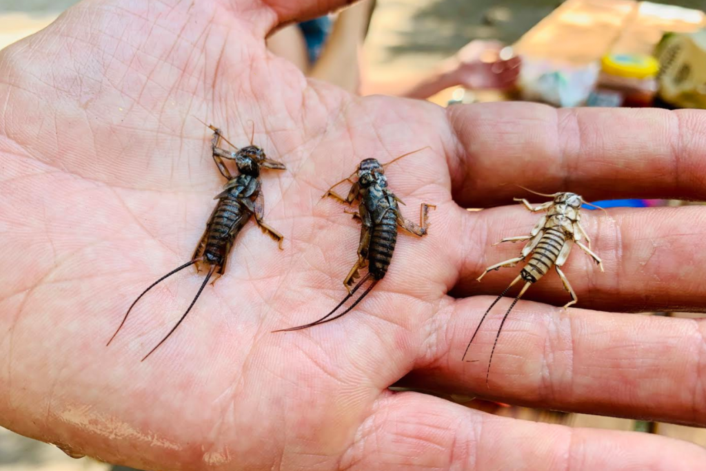Stoneflies From The Swift River