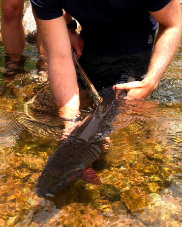 Releasing-Large-Cutbow-Trout-from-Colorado