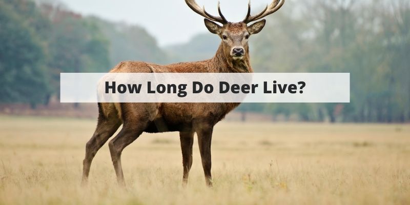 How Long Do Deer Live? White-Tail, Mule Deer, Buck Vs. Doe & More