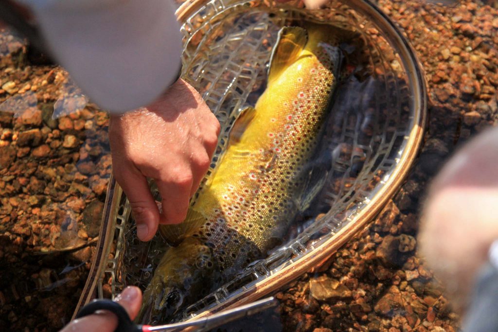 Large Brown Trout From South Platte Near Deckers