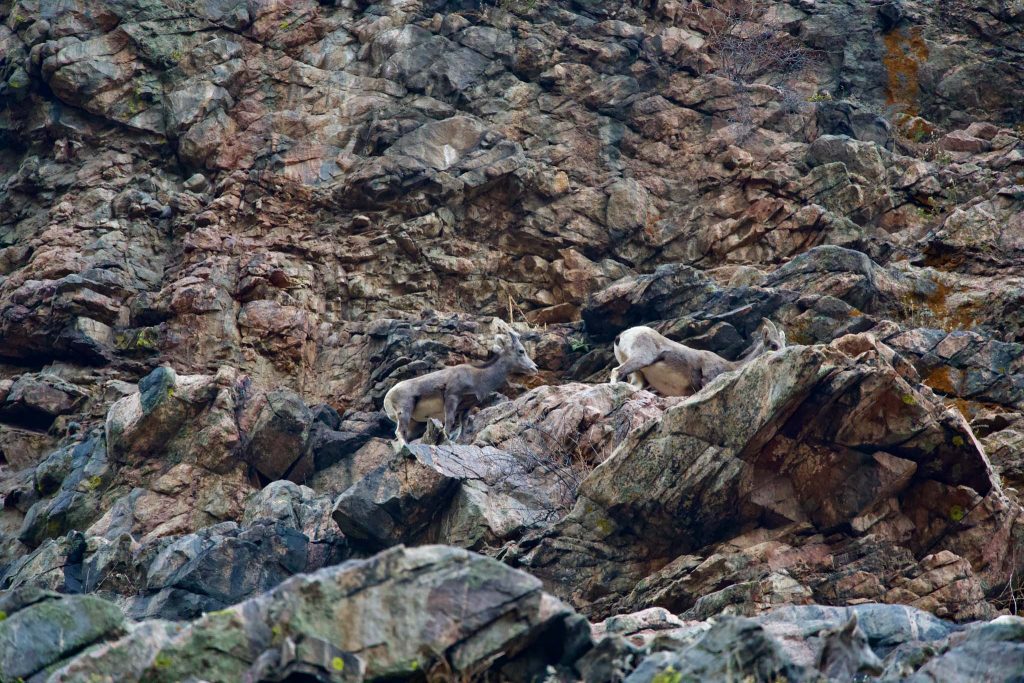 Rams in Waterton Canyon
