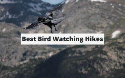 6 Of The Most Stunning Bird Watching Hikes In the U.S.