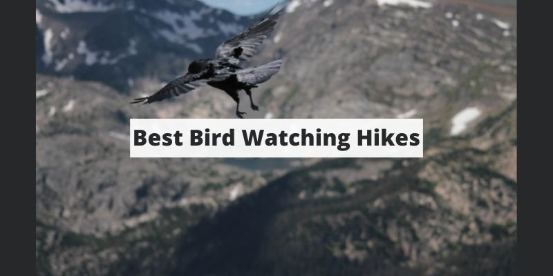 6 Of The Most Stunning Bird Watching Hikes In the U.S.
