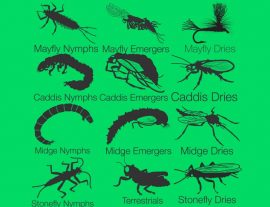Bug Entomology And Lifecycle Diagram