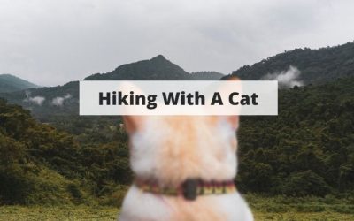 Complete Guide To Hiking With A Cat