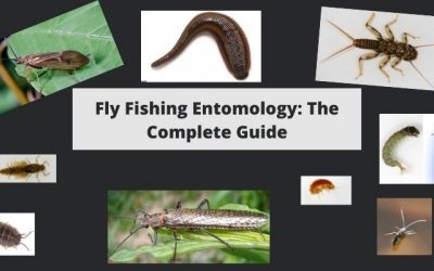 Fly Fishing Entomology – Everything Beginner & Intermediate Fishermen Should Know