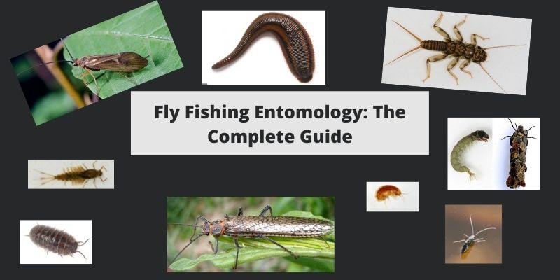 Fly Fishing Entomology