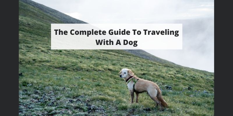 Flying with a Dog – The Complete Guide