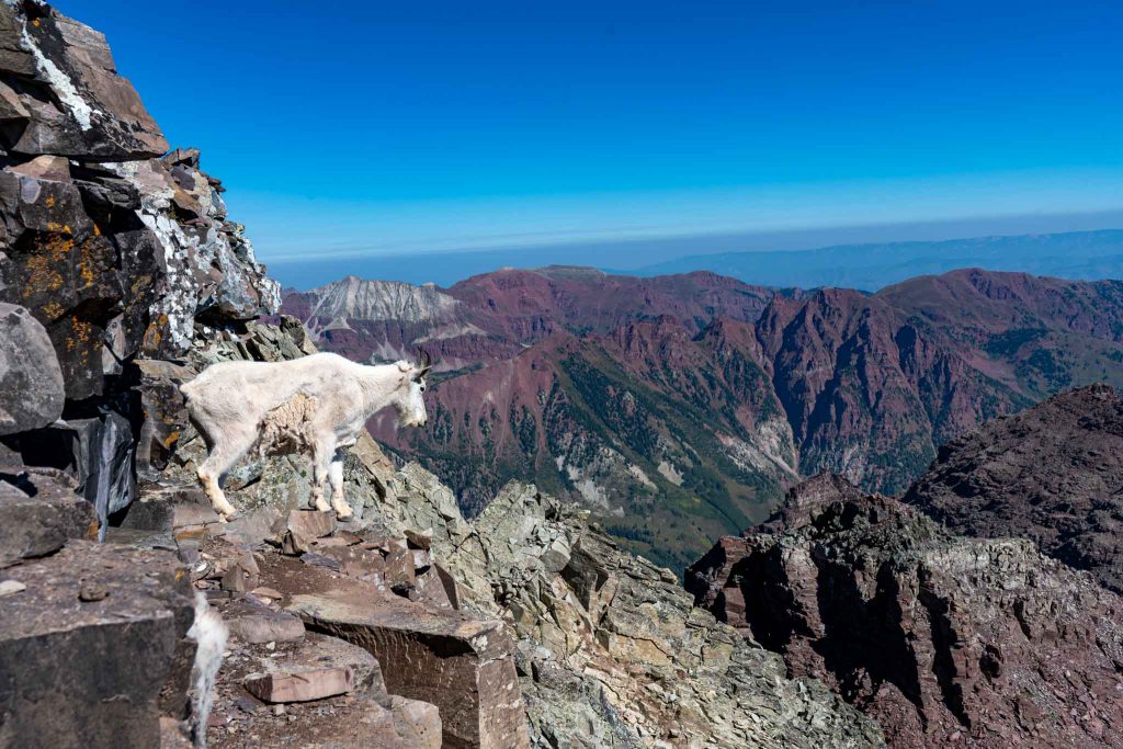 Mountain goat a little below the summit of Pyramid Peak