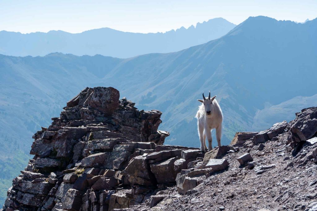 Mountain goat on the saddle