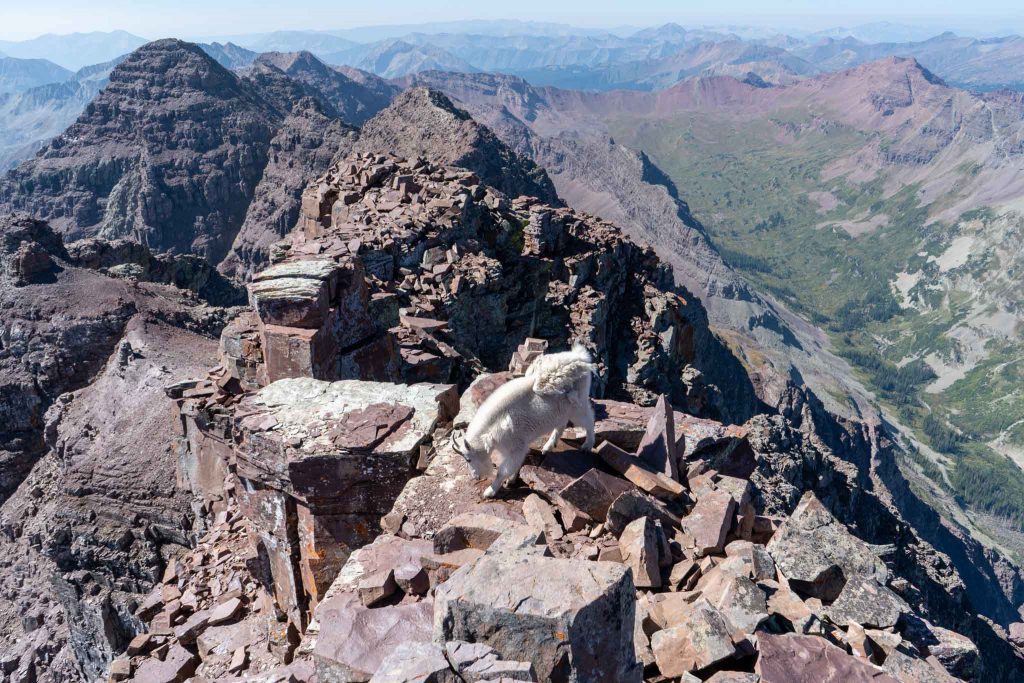 Mountain goat on the summit of Pyramid