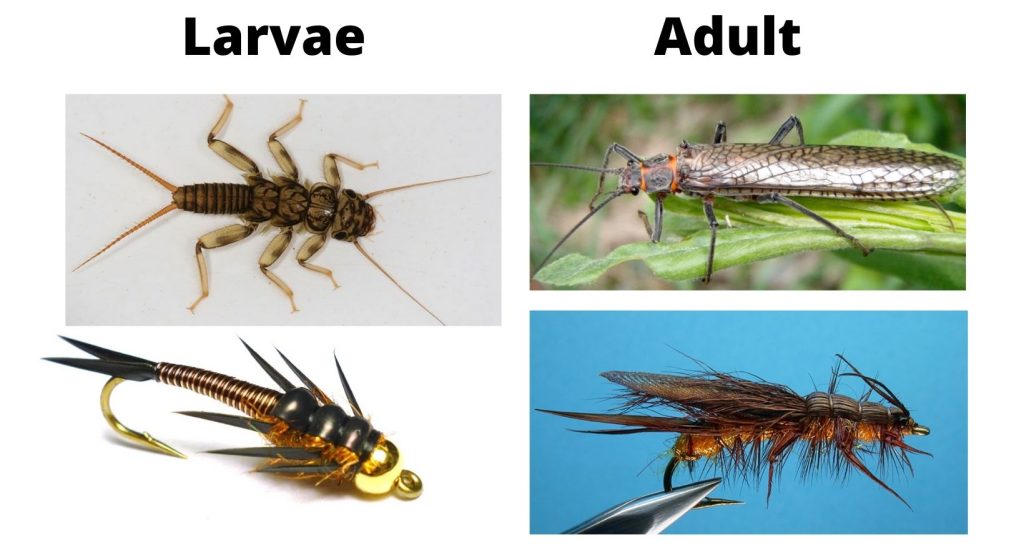 Stonefly Life Stages And Flies