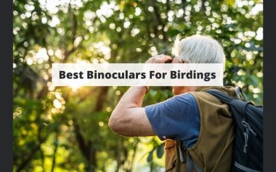 Finding The Best Binoculars For Birding – Everything You Need To Know