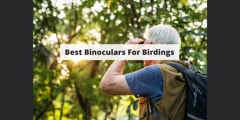 Finding The Best Binoculars For Birding – Everything You Need To Know
