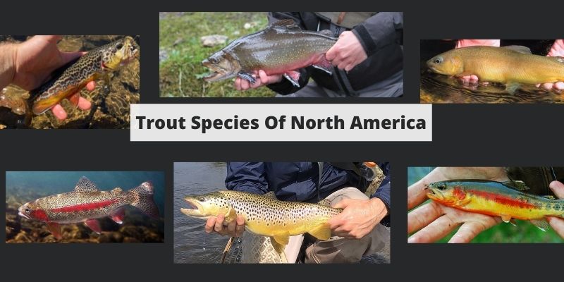 Trout Species of North America: Ranges, Identification, & More