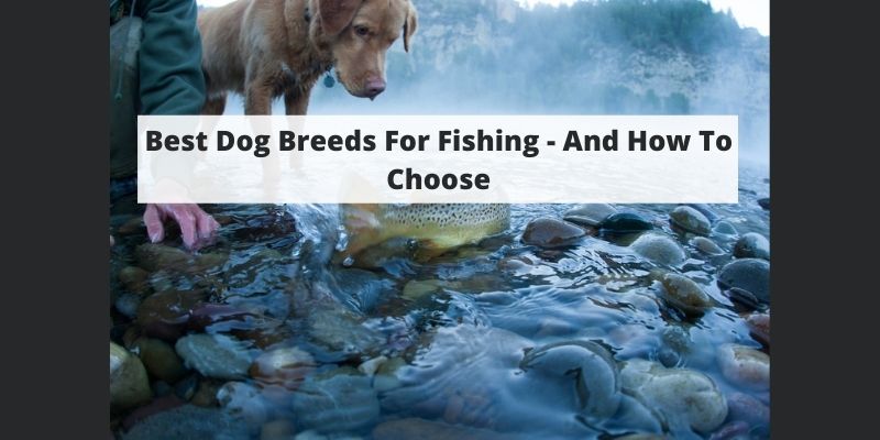Best Fishing Dog Breeds – And How To Choose W/ Pictures & Stats