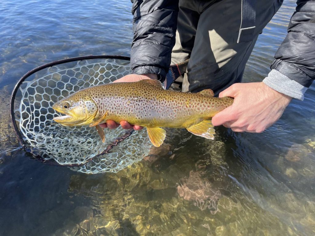 Brown trout from the Dream Stream