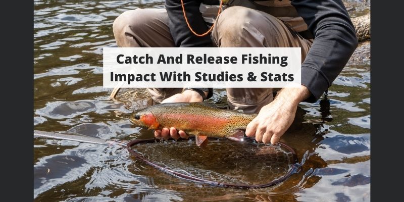 Does Catch And Release Hurt Fish? Studies, Stats, & Best Practices