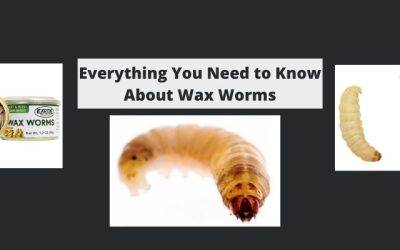 Everything You Need to Know About Waxies or Wax Worm Bait