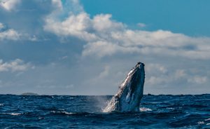 Whale Near Maui