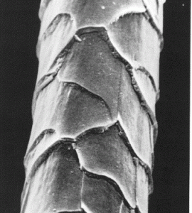 Microscopic Wool Fiber