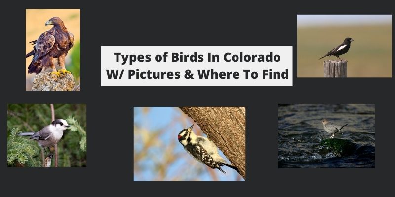 Types of Birds In Colorado W/ Pictures & Where To Find