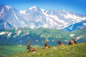 North American Elks Near Continental Divide in Colorado