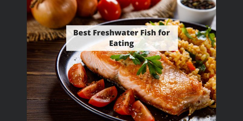 Best Freshwater Fish for Eating