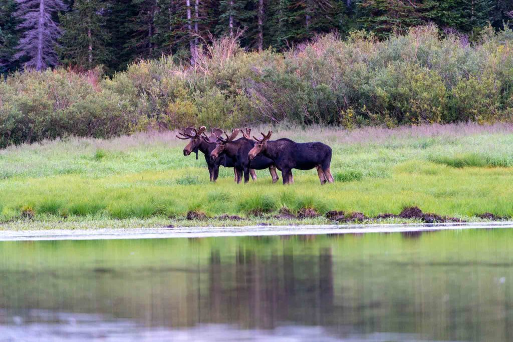 Lake Blanche Moose