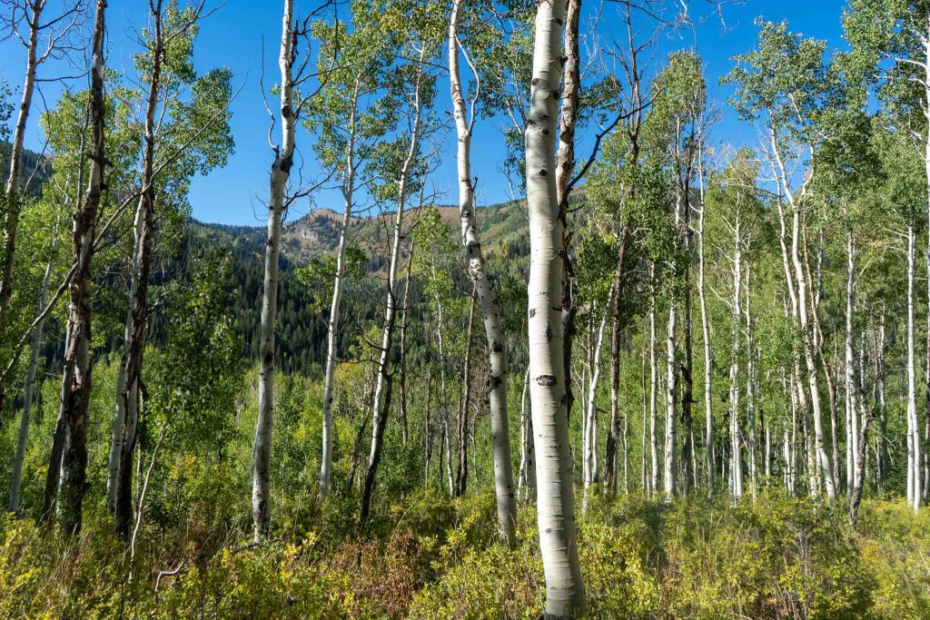 Aspen groves near the trailhead